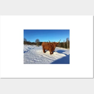 Scottish Highland Cattle Cow 2274 Posters and Art